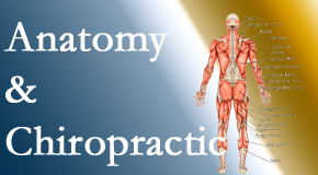 Johnson Chiropractic confidently delivers chiropractic care based on knowledge of anatomy to diagnose and treat spine related pain.