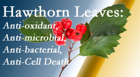 Johnson Chiropractic presents new research regarding the flavonoids of the hawthorn tree leaves’ extract that are antioxidant, antibacterial, antimicrobial and anti-cell death. 
