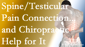 Johnson Chiropractic explains recent research on the connection of testicular pain to the spine and how chiropractic care helps its relief.