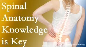 Johnson Chiropractic knows spinal anatomy well – a benefit to everyday chiropractic practice!