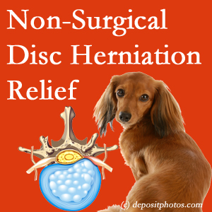 Often, the Richmond disc herniation treatment at Johnson Chiropractic effectively reduces back pain for those with disc herniation. (Veterinarians treat dachshunds’ discs conservatively, too!) 
