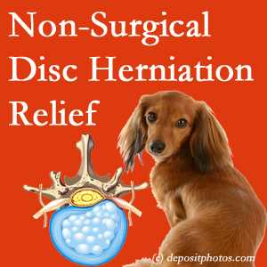 Often, the Richmond disc herniation treatment at Johnson Chiropractic successfully relieves back pain for those with disc herniation. (Veterinarians treat dachshunds’ discs conservatively, too!) 