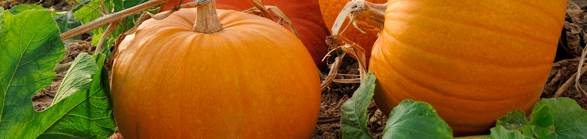 Richmond Pumpkin Leaves’ help for disc degeneration