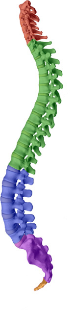 Johnson Chiropractic aims to help maintain or attain a healthy spine with healthy discs with Richmond chiropractic care.